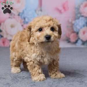 Tootsie, Bich-Poo Puppy